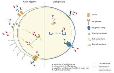 Carbapenem-resistant Gram-negative bacteria (CR-GNB) in ICUs: resistance genes, therapeutics, and prevention – a comprehensive review